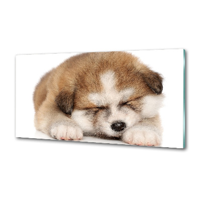 Panel do kuchni Szczeniak Akita