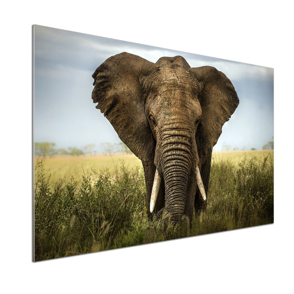 Spatplaat keuken Olifant op de savanne