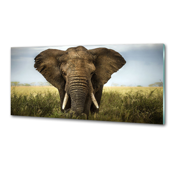Spatplaat keuken Olifant op de savanne