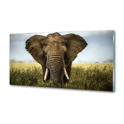 Spatplaat keuken Olifant op de savanne
