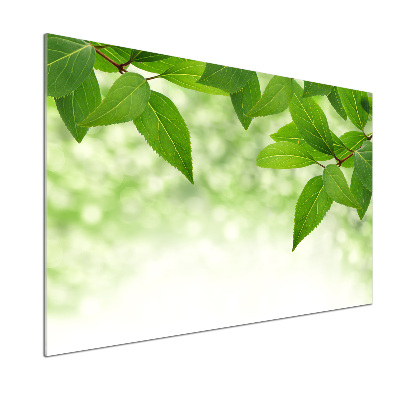Glazen achterwand keuken Groene bladeren