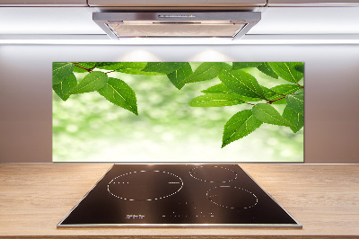 Glazen achterwand keuken Groene bladeren