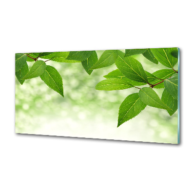 Glazen achterwand keuken Groene bladeren