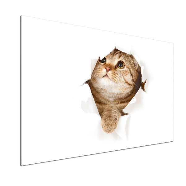 Glazen achterwand keuken Kat