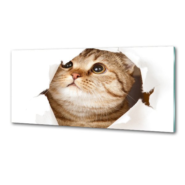 Glazen achterwand keuken Kat