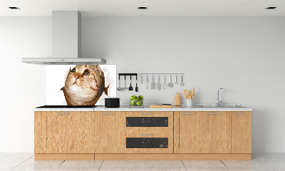 Glazen achterwand keuken Kat