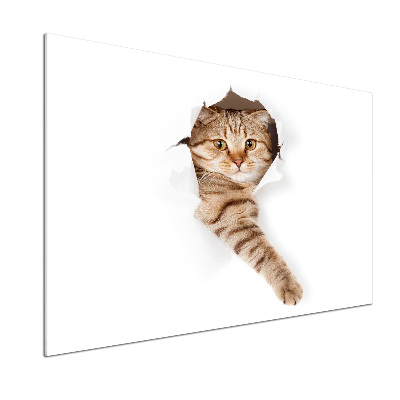 Achterwand keuken Kat