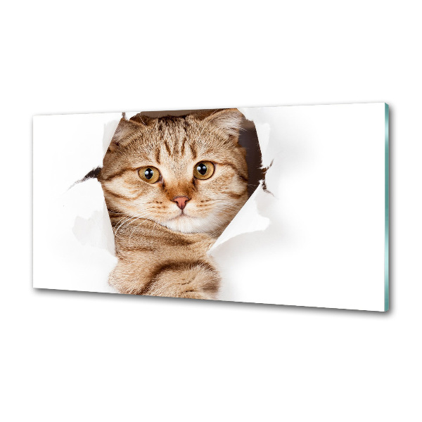 Achterwand keuken Kat