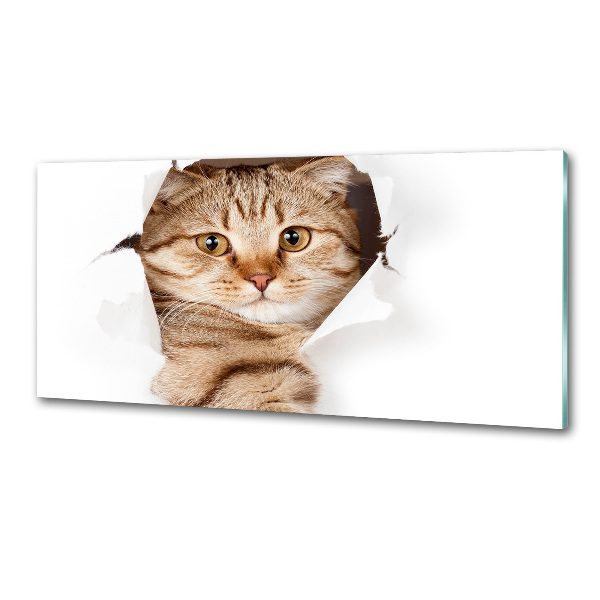Achterwand keuken Kat