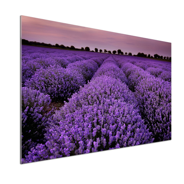 Achterwand keuken Lavendelveld