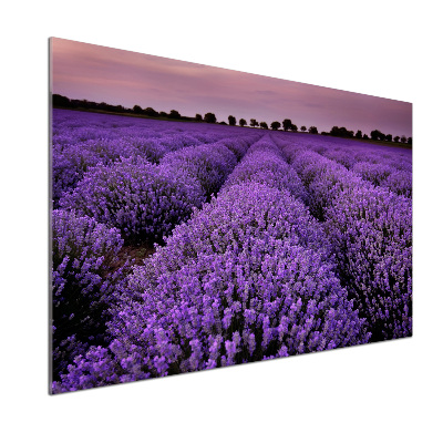 Achterwand keuken Lavendelveld
