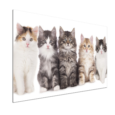 Spatplaat keuken Zes katten