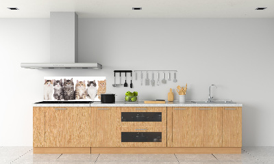Spatplaat keuken Zes katten