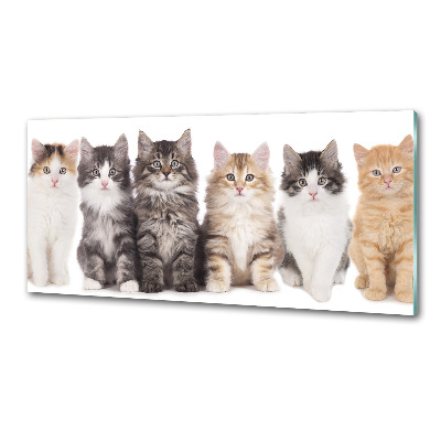 Spatplaat keuken Zes katten