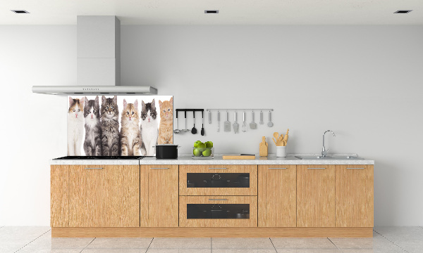 Spatplaat keuken Zes katten