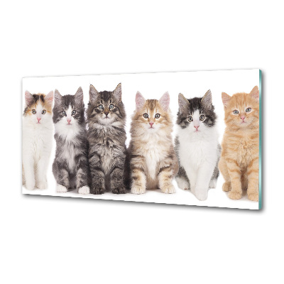 Spatplaat keuken Zes katten