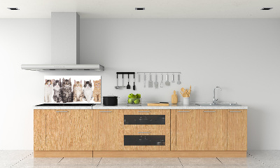 Spatplaat keuken Zes katten