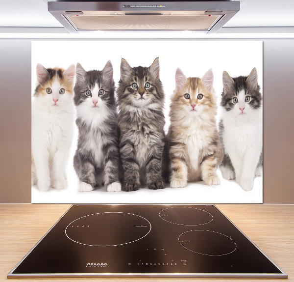 Spatplaat keuken Zes katten