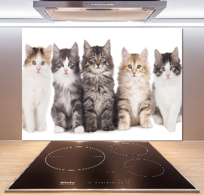 Spatplaat keuken Zes katten