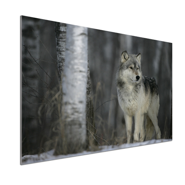 Keuken achterwand Grijze wolf