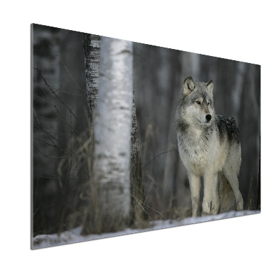 Keuken achterwand Grijze wolf