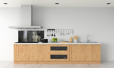 Keuken achterwand Grijze wolf