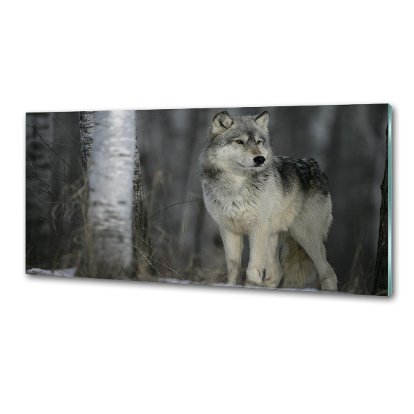 Keuken achterwand Grijze wolf
