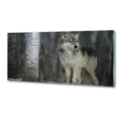 Keuken achterwand Grijze wolf