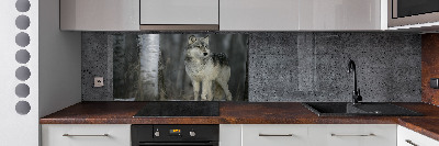 Keuken achterwand Grijze wolf