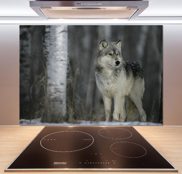 Keuken achterwand Grijze wolf