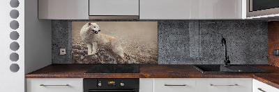 Spatscherm keuken Witte wolf op een rots