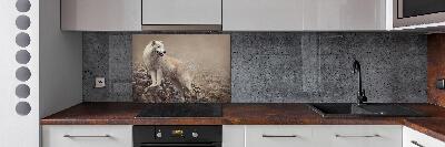 Spatscherm keuken Witte wolf op een rots