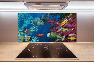 Glazen achterwand keuken Koraalrif