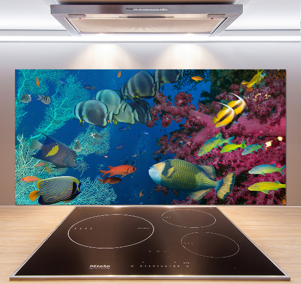 Glazen achterwand keuken Koraalrif