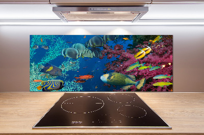 Glazen achterwand keuken Koraalrif