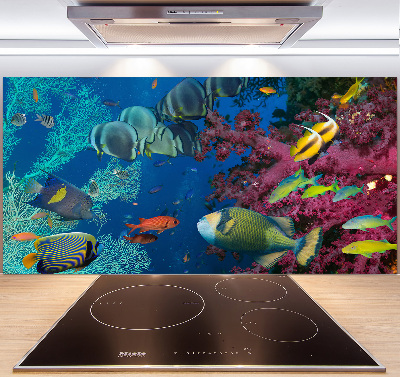 Glazen achterwand keuken Koraalrif