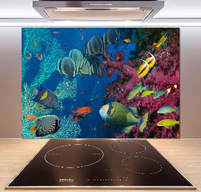 Glazen achterwand keuken Koraalrif
