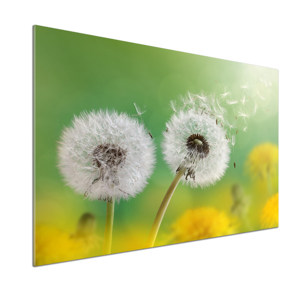 Spatplaat keuken Paardenbloemen