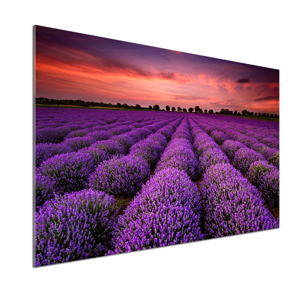 Glazen achterwand keuken Lavendelveld