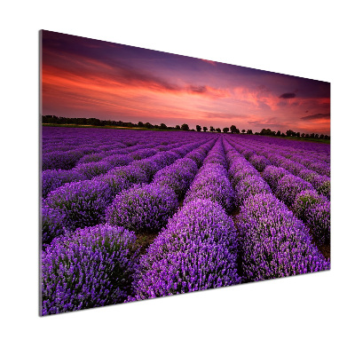 Glazen achterwand keuken Lavendelveld