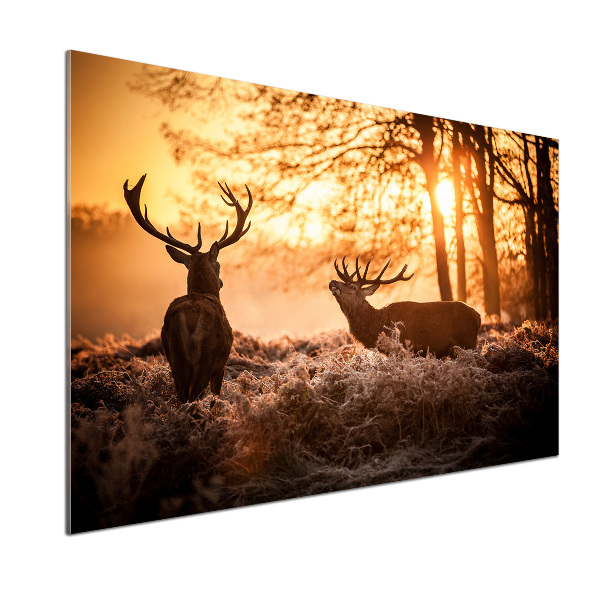 Glazen achterwand keuken Herten zonsopgang