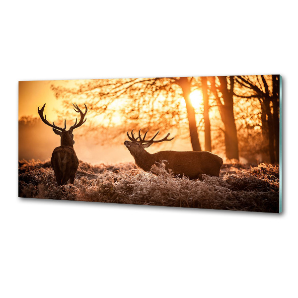 Glazen achterwand keuken Herten zonsopgang