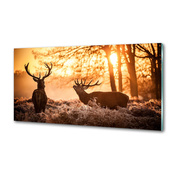 Glazen achterwand keuken Herten zonsopgang