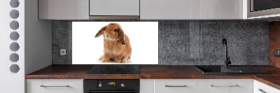 Spatscherm keuken Rode konijn