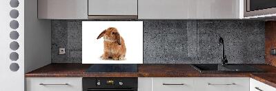 Spatscherm keuken Rode konijn