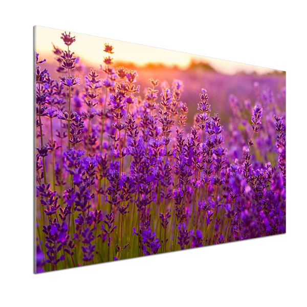 Keuken achterwand Lavendelveld