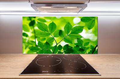 Glazen achterwand keuken Groene bladeren