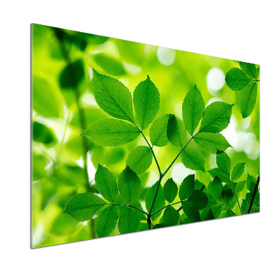 Glazen achterwand keuken Groene bladeren