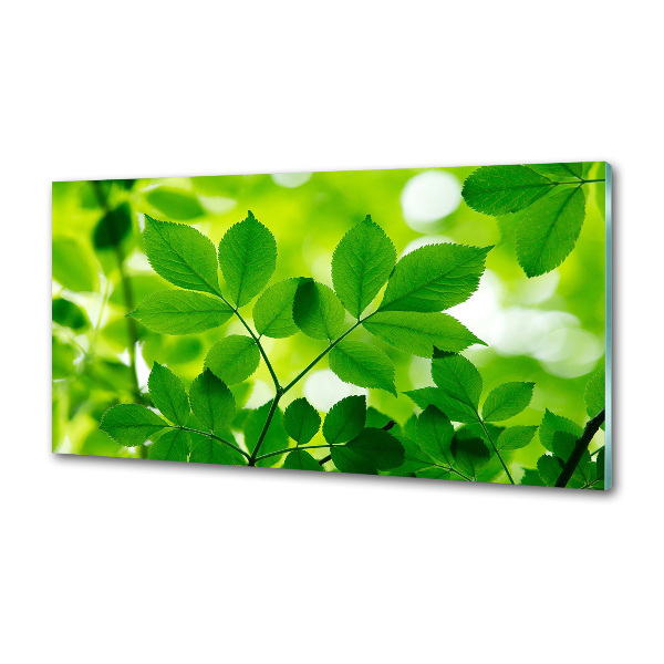 Glazen achterwand keuken Groene bladeren