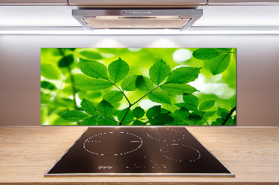 Glazen achterwand keuken Groene bladeren